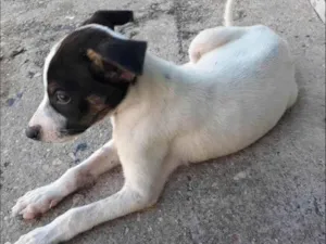 Cachorro raça SRD-ViraLata idade 2 a 6 meses nome Flash e Panqueca 