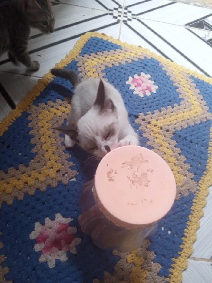 Gato ra a SRD-ViraLata idade 2 a 6 meses nome Branquinho 