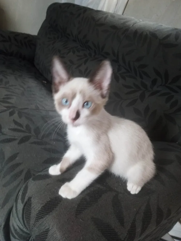 Gato ra a SRD-ViraLata idade 2 a 6 meses nome Branquinho 