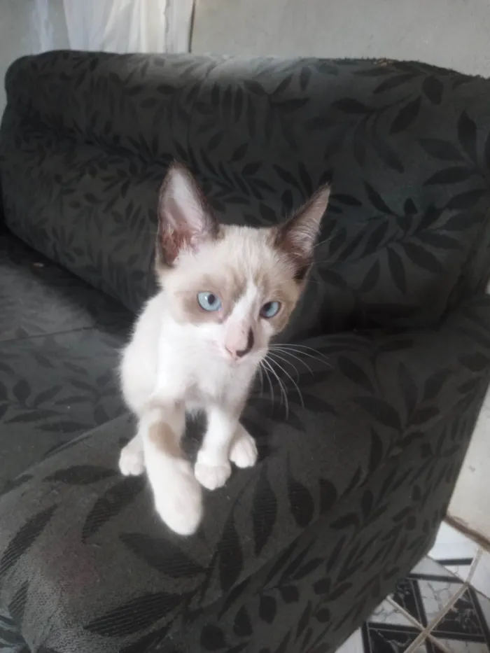 Gato ra a SRD-ViraLata idade 2 a 6 meses nome Branquinho 