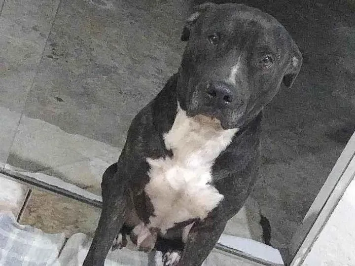 Cachorro ra a Pit-Bull idade 6 ou mais anos nome Zeus 