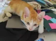 Tom