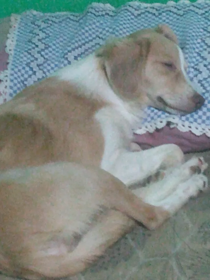 Cachorro ra a SRD-ViraLata idade 2 anos nome Ayla