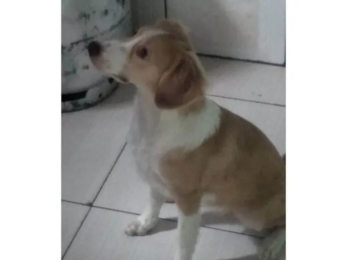 Cachorro ra a SRD-ViraLata idade 2 anos nome Ayla