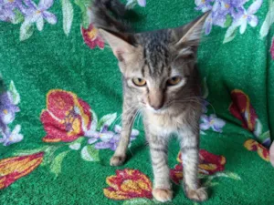 Gato raça SRD-ViraLata idade 2 a 6 meses nome Lucy