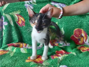 Gato raça SRD-ViraLata idade 2 a 6 meses nome Nina