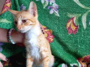 Gato raça SRD-ViraLata idade 2 a 6 meses nome Phoenix