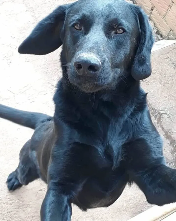 Cachorro ra a Não definida idade 6 ou mais anos nome Tom