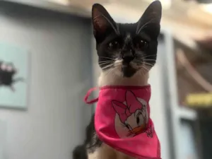 Gato raça  idade 2 a 6 meses nome Madalena Maria 