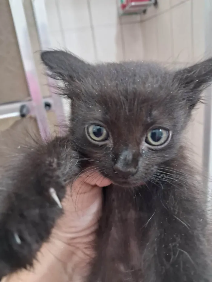 Gato ra a SRD-ViraLata idade Abaixo de 2 meses nome Belinha 