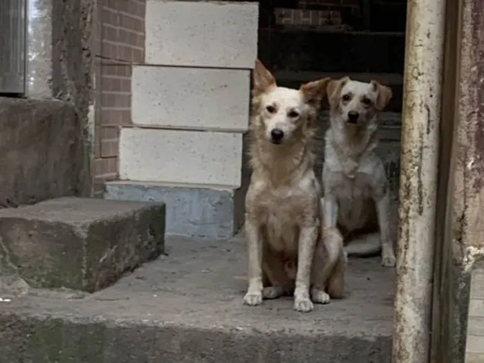 Cachorro ra a SRD-ViraLata idade 3 anos nome Amarelo e Amarela