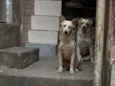 Amarelo e Amarela