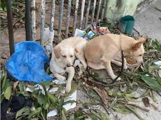 Cachorro ra a SRD-ViraLata idade 3 anos nome Amarelo e Amarela