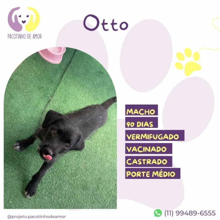 Cachorro ra a SRD-ViraLata idade 2 a 6 meses nome Otto