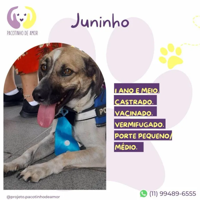 Cachorro ra a SRD-ViraLata idade 1 ano nome Juninho