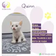 Quinn
