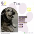 Theo