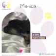 Monica