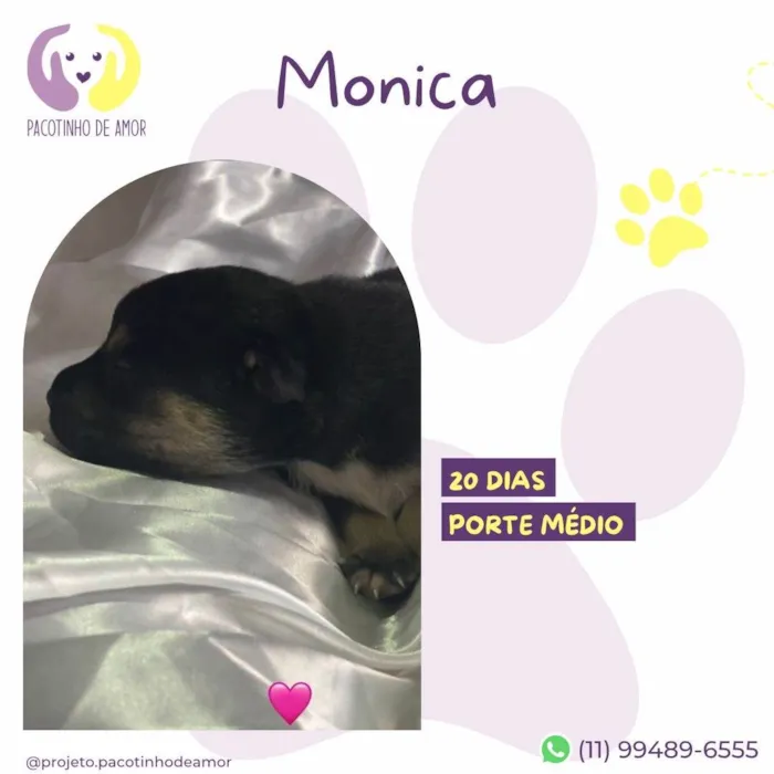 Cachorro ra a SRD-ViraLata idade Abaixo de 2 meses nome Monica