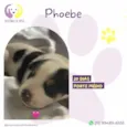 Phoebe