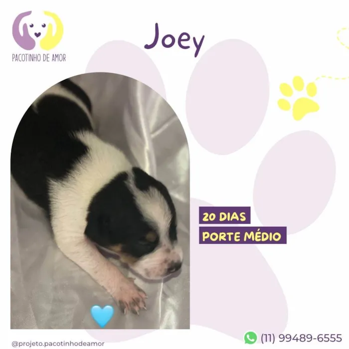 Cachorro ra a SRD-ViraLata idade Abaixo de 2 meses nome Joey