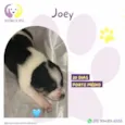 Joey