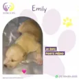 Emily