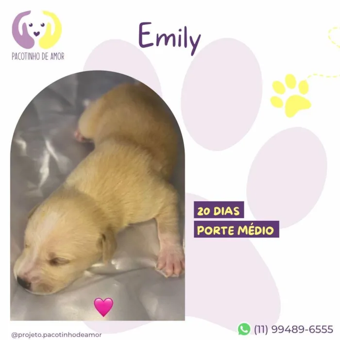 Cachorro ra a SRD-ViraLata idade Abaixo de 2 meses nome Emily