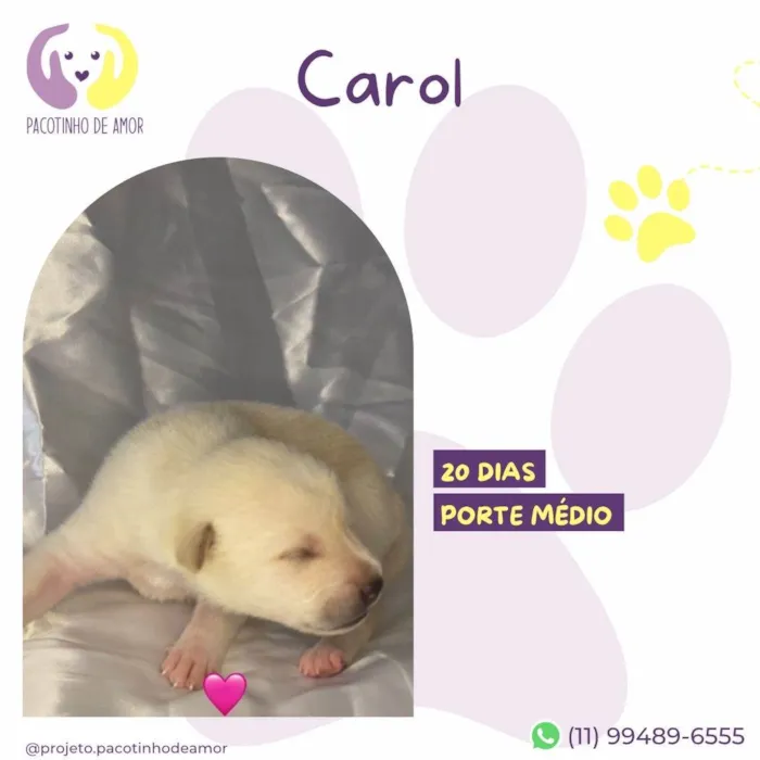 Cachorro ra a SRD-ViraLata idade Abaixo de 2 meses nome Carol