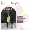 Negão
