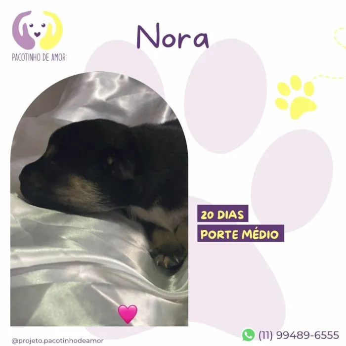 Cachorro ra a SRD-ViraLata idade Abaixo de 2 meses nome Nora