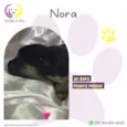 Nora