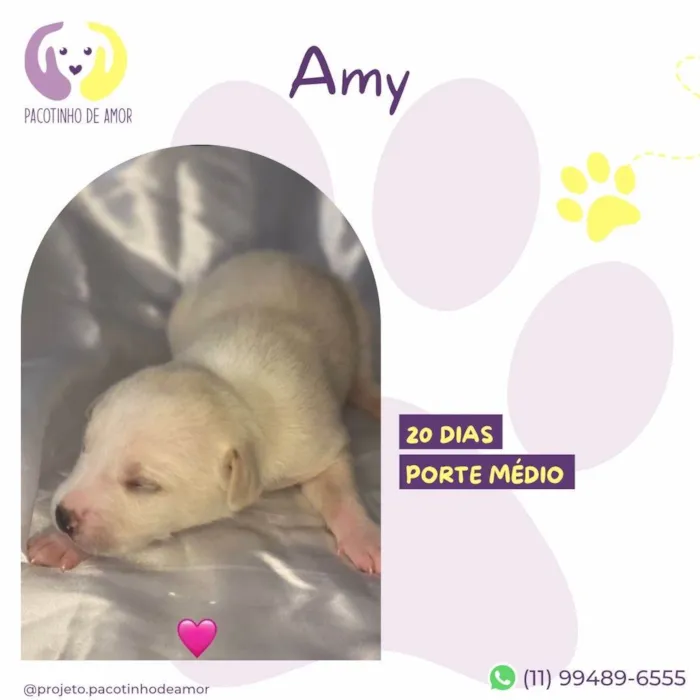 Cachorro ra a SRD-ViraLata idade Abaixo de 2 meses nome Amy