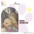 Amy
