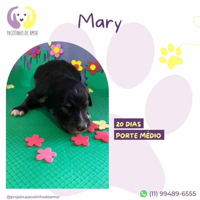 Cachorro ra a SRD-ViraLata idade Abaixo de 2 meses nome Mary