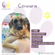 Cenoura