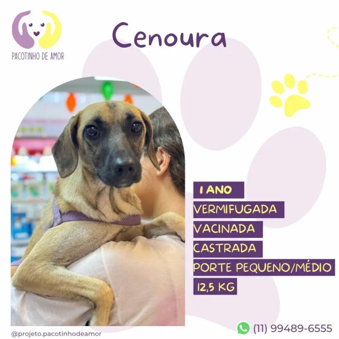 Cachorro ra a SRD-ViraLata idade 1 ano nome Cenoura