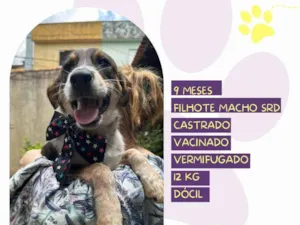 Cachorro raça SRD-ViraLata idade 7 a 11 meses nome Albert