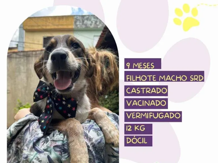 Cachorro ra a SRD-ViraLata idade 7 a 11 meses nome Albert