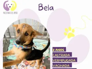 Cachorro raça SRD-ViraLata idade 3 anos nome Bela
