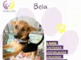 Bela