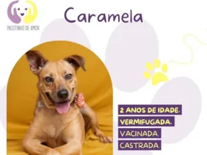 Cachorro raça SRD-ViraLata idade 2 anos nome Caramela
