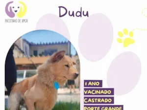 Cachorro raça SRD-ViraLata idade 1 ano nome Dudu
