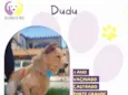 Dudu