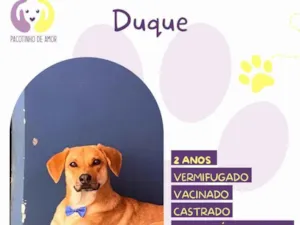 Cachorro raça SRD-ViraLata idade 2 anos nome Duque