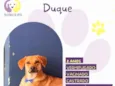 Duque