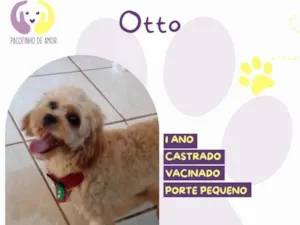 Cachorro raça SRD-ViraLata idade 1 ano nome Otto 1