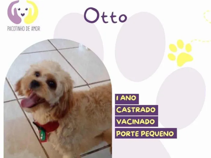 Cachorro ra a SRD-ViraLata idade 1 ano nome Otto 1
