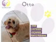 Otto 1
