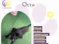 Otto